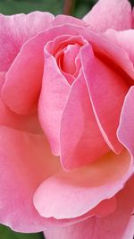 Close-up of pink rose