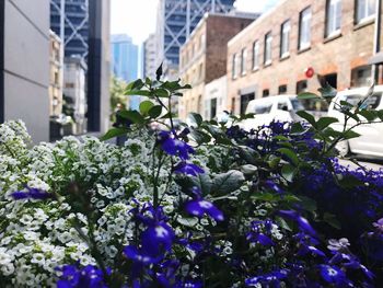 Close-up of flowers blooming in city