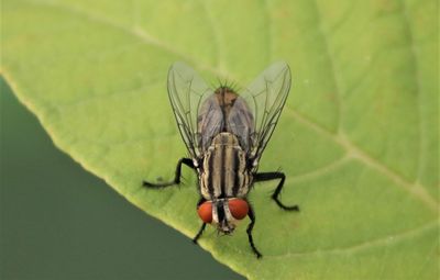 Close-up of fly on leaf