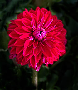 Close-up of red dahlia blooming outdoors