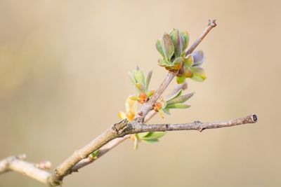Close-up of insect on plant