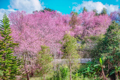 Pink cherry blossoms in spring against sky