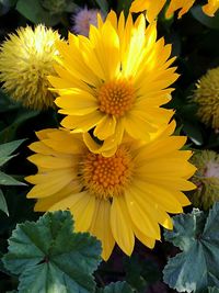 Close-up of yellow flowers