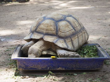 High angle view of tortoise on land