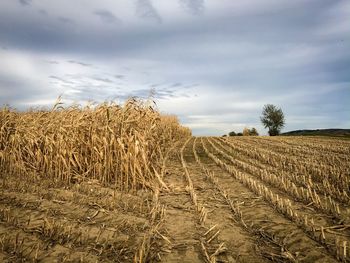 Hay bales on field against sky