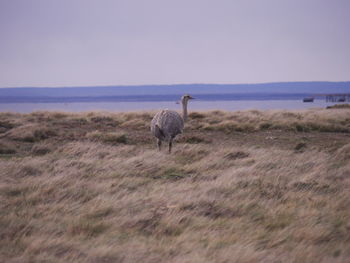 Sheep standing in a field