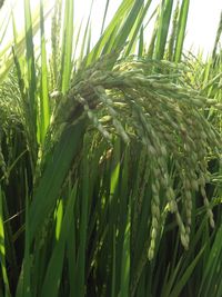 Close-up of wheat growing on field