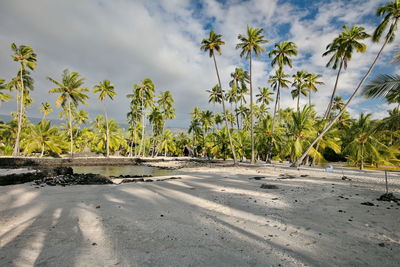 Scenic view of palm trees on beach against sky