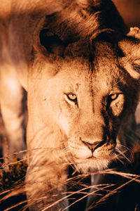 Close-up portrait of lioness