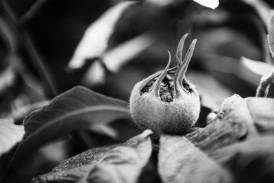 Close-up of plant