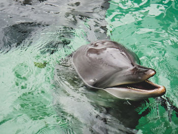 Dolphin swimming in sea