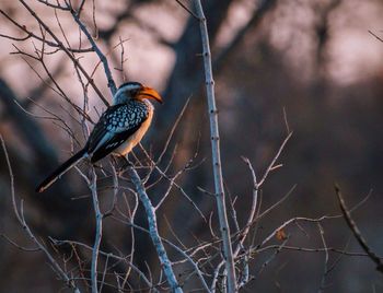 Close-up of bird perching on bare tree