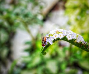 Close-up of insect on flower