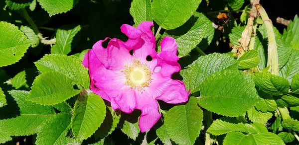 Close-up of pink flowering plant