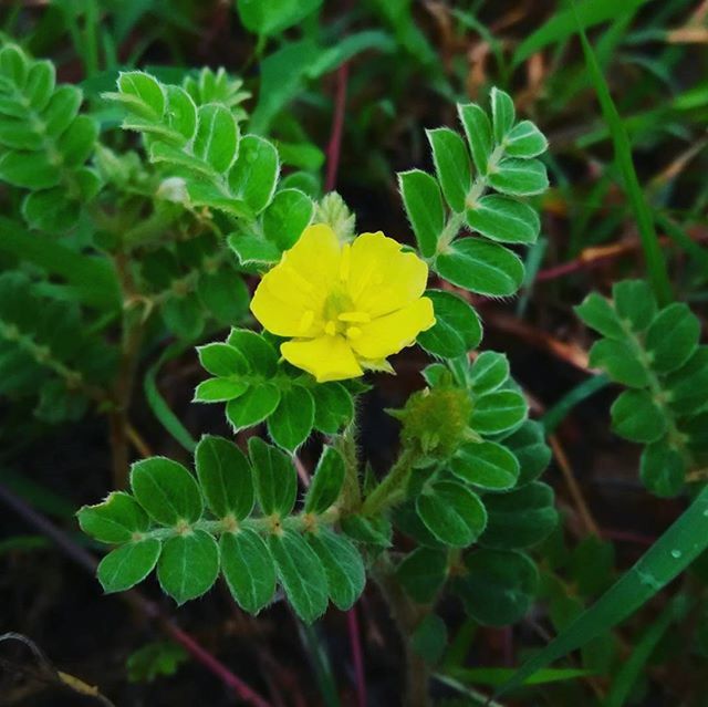 flower, growth, yellow, freshness, fragility, plant, leaf, green color, beauty in nature, petal, nature, close-up, focus on foreground, flower head, blooming, high angle view, selective focus, outdoors, day, in bloom