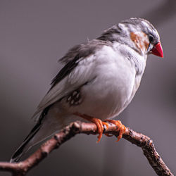 Close-up of bird perching on branch