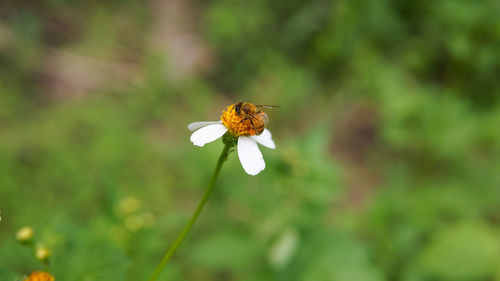 Honey bees pollinating on a daisy flower in the garden.