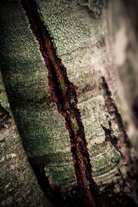 Close-up of tree trunk