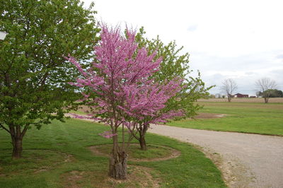 Pink flowering plants and trees on field against sky