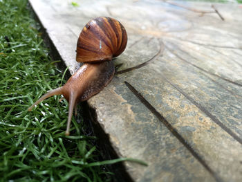 Close-up of snail on wood