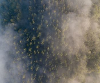 Low angle view of plants against sky