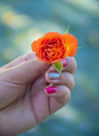 Close-up of hand holding orange flower