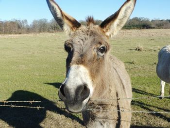 Horse standing on grassy field