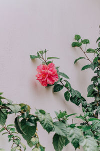 Close-up of flowering plant against wall