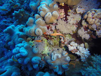 Close-up of coral in sea