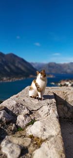 Cat sitting on rock against sky