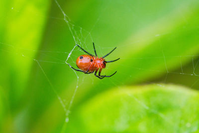 Close-up of spider on web