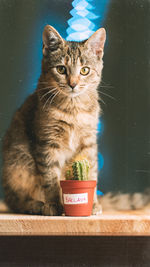 Cat looking away while standing on potted plant
