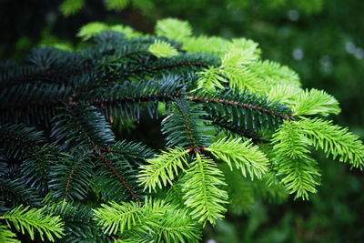 Close-up of fern leaves