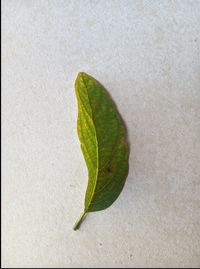 Close-up of leaf against white background