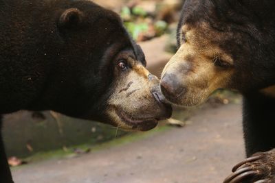 Close-up of sunbear