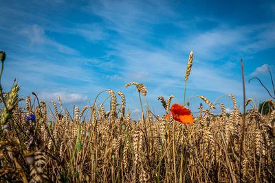 Plants growing on field against sky