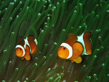 Fish swimming in sea