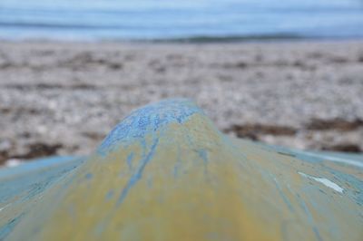 Close-up of lizard on beach