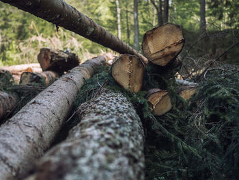 Close-up of logs in forest