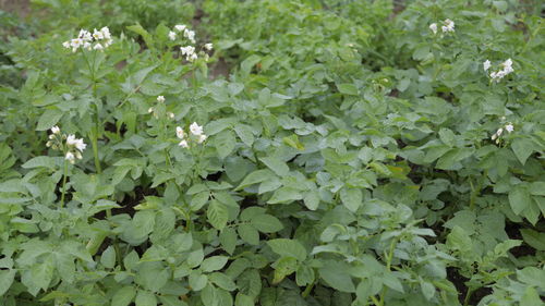 High angle view of white flowering plants