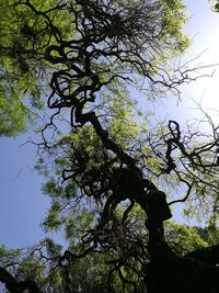 Low angle view of tree against sky