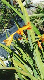 Close-up of day lily blooming outdoors