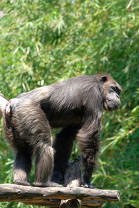 Chimpanzee looking away on tree