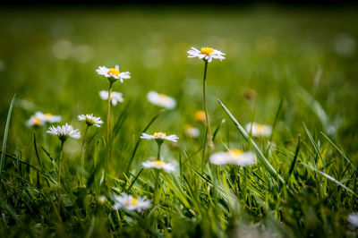 Close-up of white flowers blooming in field