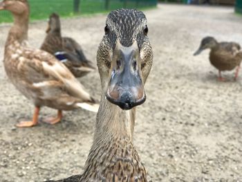 Close-up of birds