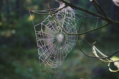 Close-up of spider on web