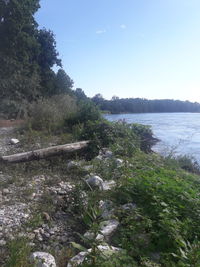 Scenic view of river amidst trees against sky