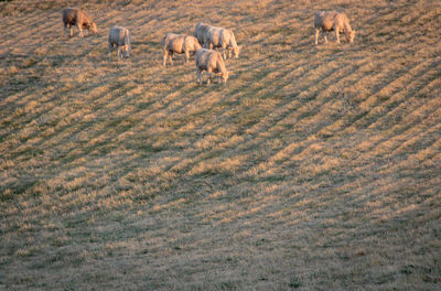 View of cows on field