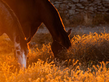 View of horse grazing in field