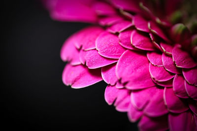 Close-up of pink rose against black background